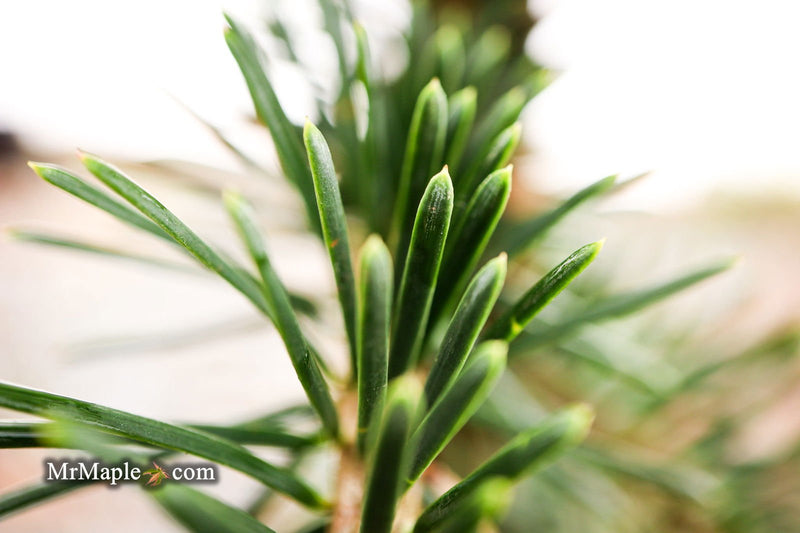 - Abies alba 'Green Spiral' Weeping Silver Fir - Mr Maple │ Buy Japanese Maple Trees