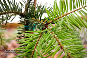 - Abies alba 'Green Spiral' Weeping Silver Fir - Mr Maple │ Buy Japanese Maple Trees