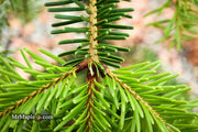 - Abies alba 'Green Spiral' Weeping Silver Fir - Mr Maple │ Buy Japanese Maple Trees