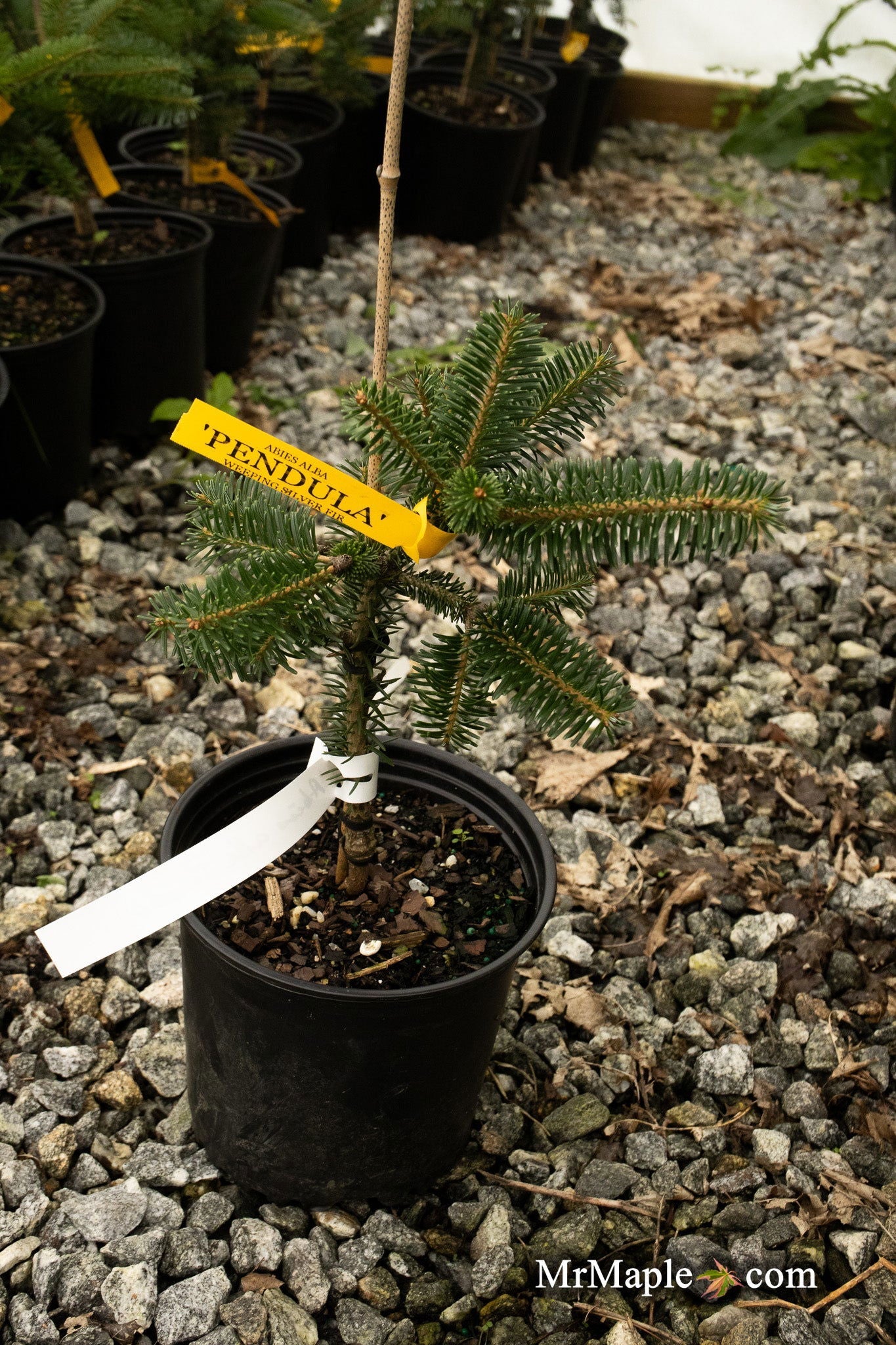Buy Abies alba 'Pendula' Weeping Silver Fir — Mr Maple │ Buy