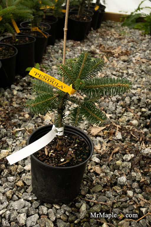 - Abies alba 'Pendula' Weeping Silver Fir - Mr Maple │ Buy Japanese Maple Trees