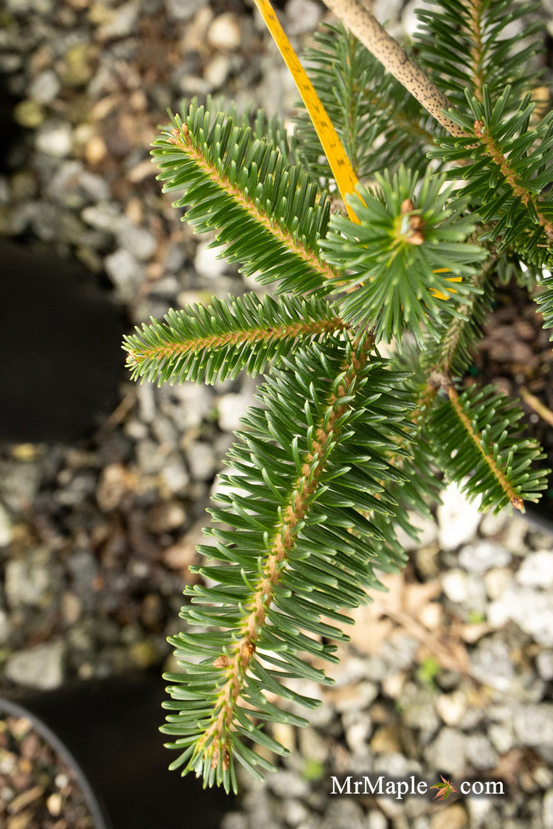 - Abies alba 'Pendula' Weeping Silver Fir - Mr Maple │ Buy Japanese Maple Trees