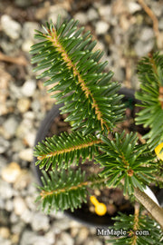 - Abies alba 'Pendula' Weeping Silver Fir - Mr Maple │ Buy Japanese Maple Trees