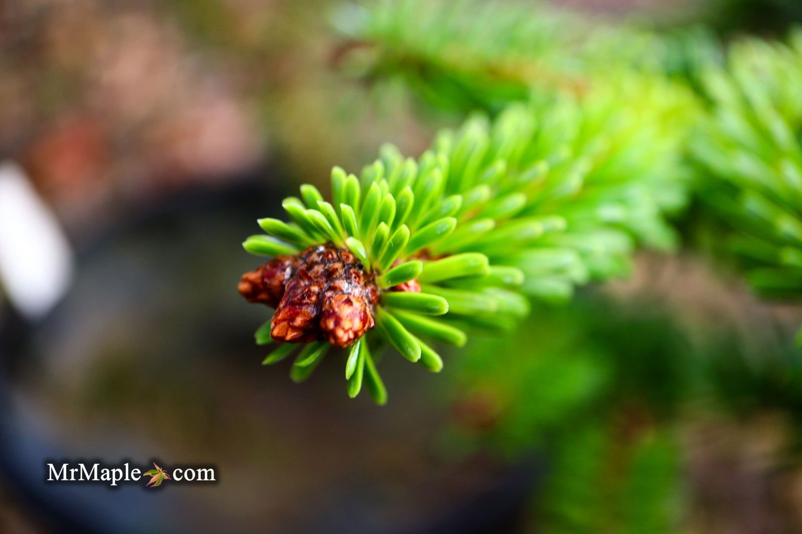 - Abies alba 'Schwarzwald' Silver Fir - Mr Maple │ Buy Japanese Maple Trees