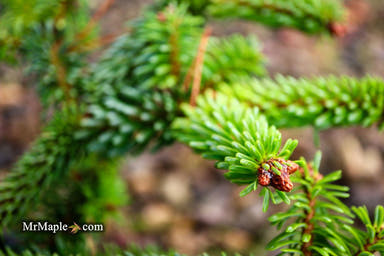 - Abies alba 'Schwarzwald' Silver Fir - Mr Maple │ Buy Japanese Maple Trees