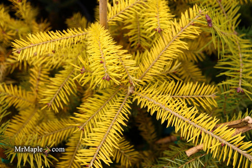 - Abies balsamea 'Eugene's Yellow' Dwarf Spreading Balsam Fir - Mr Maple │ Buy Japanese Maple Trees