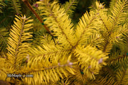 - Abies balsamea 'Eugene's Yellow' Dwarf Spreading Balsam Fir - Mr Maple │ Buy Japanese Maple Trees