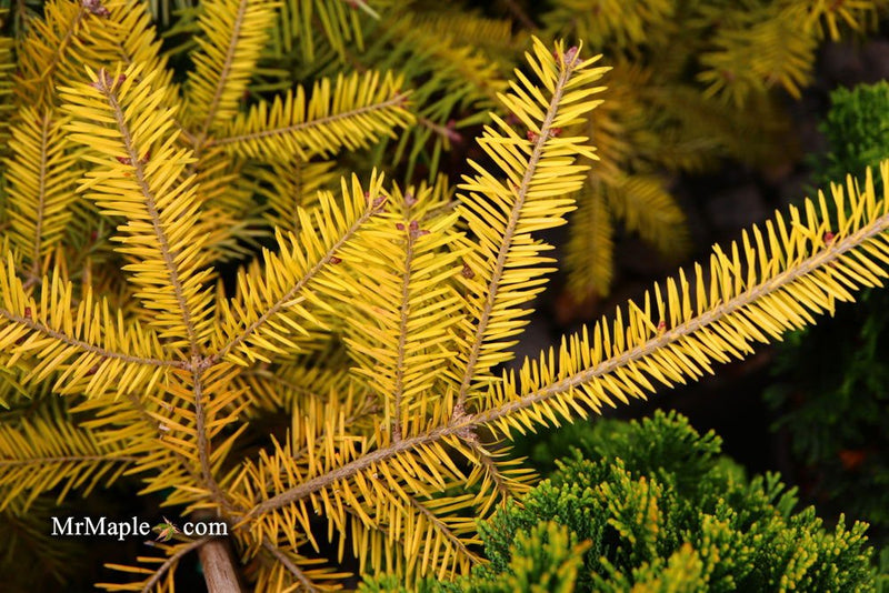 - Abies balsamea 'Eugene's Yellow' Dwarf Spreading Balsam Fir - Mr Maple │ Buy Japanese Maple Trees