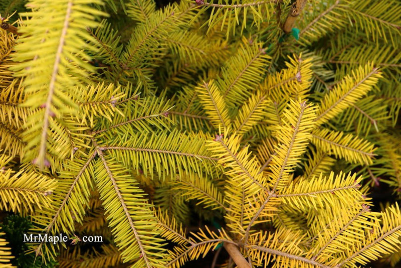 - Abies balsamea 'Eugene's Yellow' Dwarf Spreading Balsam Fir - Mr Maple │ Buy Japanese Maple Trees