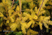 - Abies balsamea 'Eugene's Yellow' Dwarf Spreading Balsam Fir - Mr Maple │ Buy Japanese Maple Trees