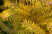 - Abies balsamea 'Eugene's Yellow' Dwarf Spreading Balsam Fir - Mr Maple │ Buy Japanese Maple Trees