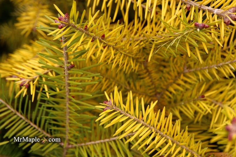- Abies balsamea 'Eugene's Yellow' Dwarf Spreading Balsam Fir - Mr Maple │ Buy Japanese Maple Trees