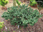 - Abies balsamea 'Piccolo' Balsam Fir - Mr Maple │ Buy Japanese Maple Trees