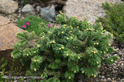 - Abies balsamea 'Piccolo' Balsam Fir - Mr Maple │ Buy Japanese Maple Trees