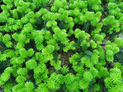 - Abies balsamea 'Piccolo' Balsam Fir - Mr Maple │ Buy Japanese Maple Trees