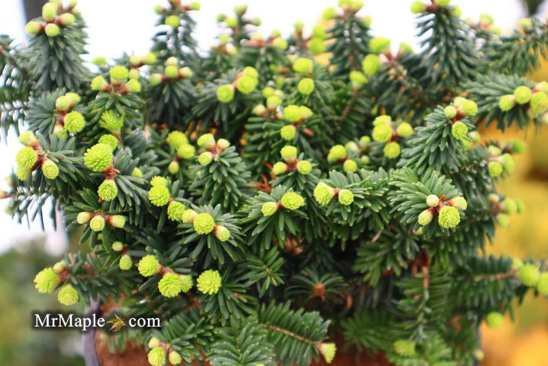 - Abies balsamea 'Piccolo' Balsam Fir - Mr Maple │ Buy Japanese Maple Trees
