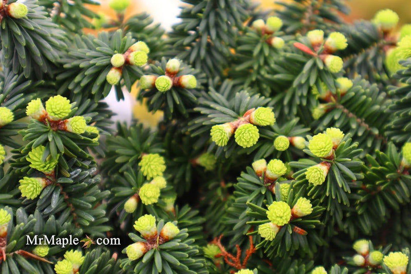 - Abies balsamea 'Piccolo' Balsam Fir - Mr Maple │ Buy Japanese Maple Trees