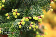 - Abies balsamea 'Piccolo' Balsam Fir - Mr Maple │ Buy Japanese Maple Trees