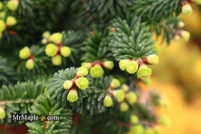 - Abies balsamea 'Piccolo' Balsam Fir - Mr Maple │ Buy Japanese Maple Trees