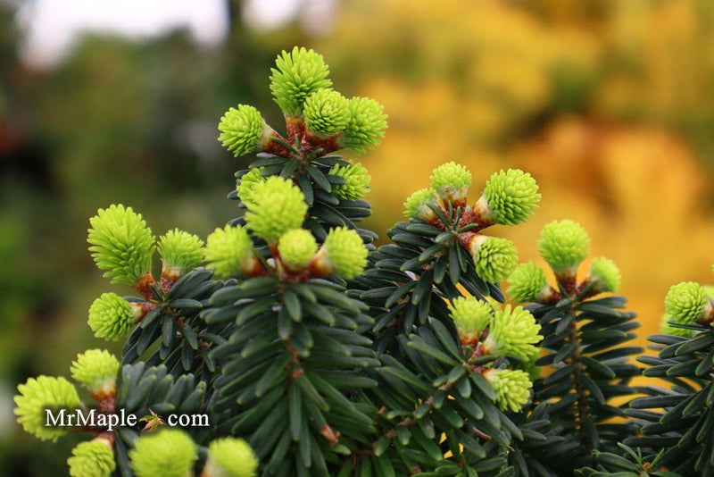 - Abies balsamea 'Piccolo' Balsam Fir - Mr Maple │ Buy Japanese Maple Trees