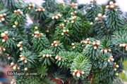 - Abies balsamea 'Piccolo' Balsam Fir - Mr Maple │ Buy Japanese Maple Trees