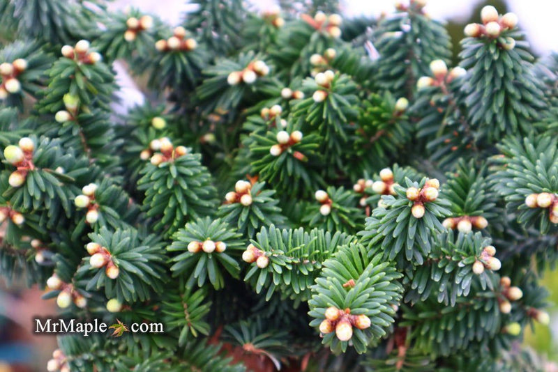 - Abies balsamea 'Piccolo' Balsam Fir - Mr Maple │ Buy Japanese Maple Trees