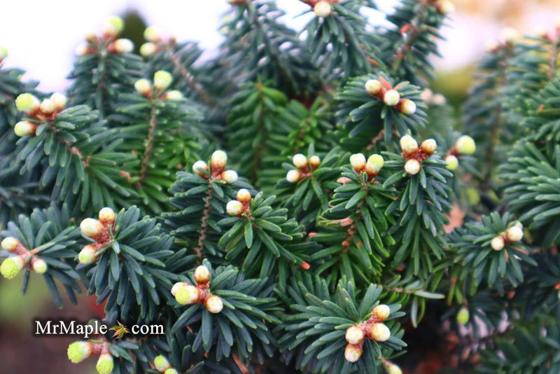 - Abies balsamea 'Piccolo' Balsam Fir - Mr Maple │ Buy Japanese Maple Trees
