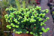 - Abies balsamea 'Piccolo' Balsam Fir - Mr Maple │ Buy Japanese Maple Trees