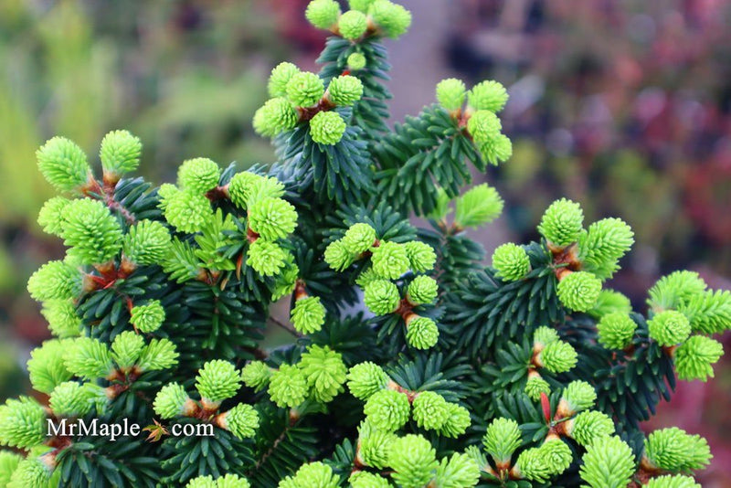 - Abies balsamea 'Piccolo' Balsam Fir - Mr Maple │ Buy Japanese Maple Trees