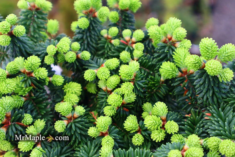- Abies balsamea 'Piccolo' Balsam Fir - Mr Maple │ Buy Japanese Maple Trees