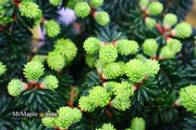 - Abies balsamea 'Piccolo' Balsam Fir - Mr Maple │ Buy Japanese Maple Trees