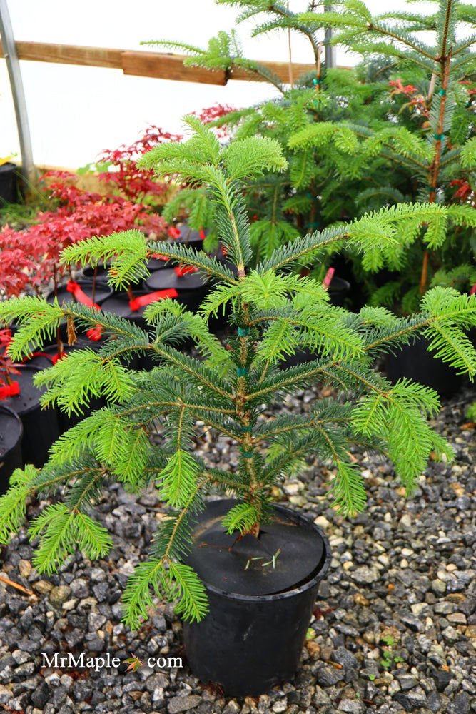 - Abies beshanzuensis Baishan Fir - Mr Maple │ Buy Japanese Maple Trees