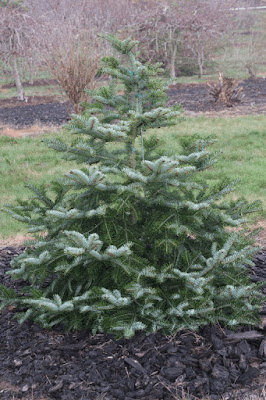 - Abies beshanzuensis Baishan Fir - Mr Maple │ Buy Japanese Maple Trees