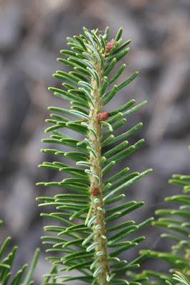 - Abies beshanzuensis Baishan Fir - Mr Maple │ Buy Japanese Maple Trees