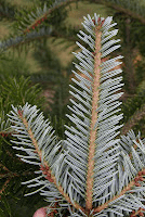 - Abies beshanzuensis Baishan Fir - Mr Maple │ Buy Japanese Maple Trees