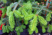 - Abies beshanzuensis Baishan Fir - Mr Maple │ Buy Japanese Maple Trees