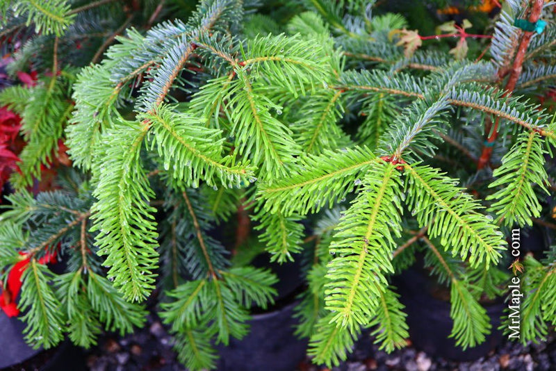 - Abies beshanzuensis Baishan Fir - Mr Maple │ Buy Japanese Maple Trees