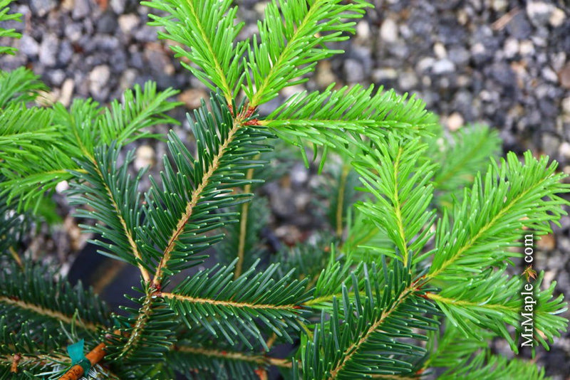 - Abies beshanzuensis Baishan Fir - Mr Maple │ Buy Japanese Maple Trees