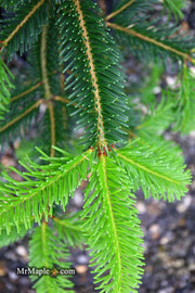 - Abies beshanzuensis Baishan Fir - Mr Maple │ Buy Japanese Maple Trees
