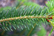 - Abies beshanzuensis Baishan Fir - Mr Maple │ Buy Japanese Maple Trees