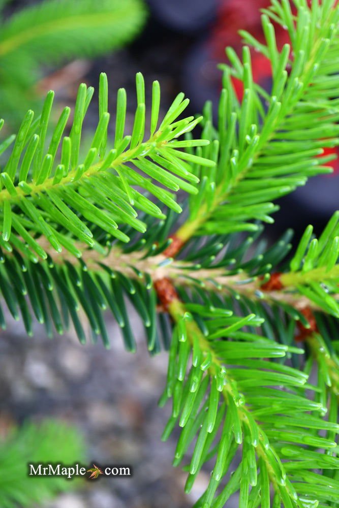 - Abies beshanzuensis Baishan Fir - Mr Maple │ Buy Japanese Maple Trees
