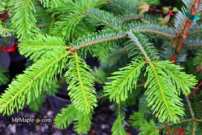 - Abies beshanzuensis Baishan Fir - Mr Maple │ Buy Japanese Maple Trees