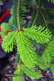 - Abies beshanzuensis Baishan Fir - Mr Maple │ Buy Japanese Maple Trees