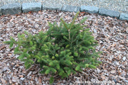 - Abies cephalonica 'Meyer's Dwarf' Greek Fir - Mr Maple │ Buy Japanese Maple Trees