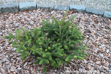 - Abies cephalonica 'Meyer's Dwarf' Greek Fir Grafted on Abies firma - Mr Maple │ Buy Japanese Maple Trees