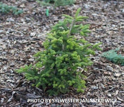 - Abies cephalonica 'Meyer's Dwarf' Greek Fir Grafted on Abies firma - Mr Maple │ Buy Japanese Maple Trees
