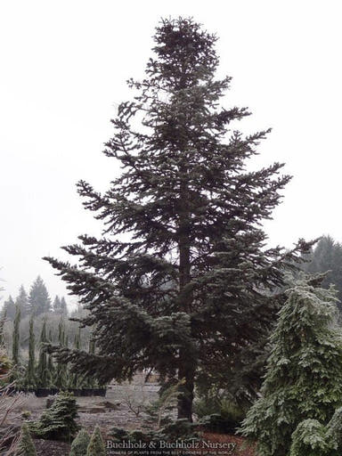 - Abies cilicica Taurus Fir - Mr Maple │ Buy Japanese Maple Trees