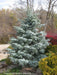 - Abies concolor 'Blue Cloak' White Fir - Mr Maple │ Buy Japanese Maple Trees