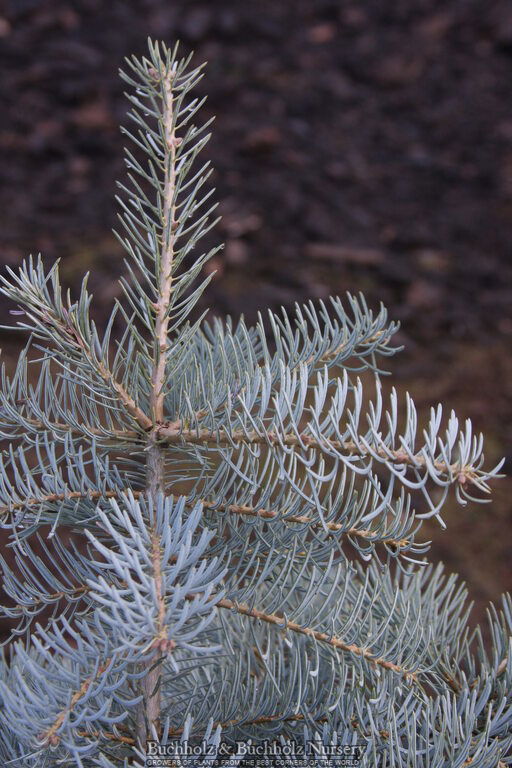 - Abies concolor 'Blue Cloak' White Fir - Mr Maple │ Buy Japanese Maple Trees