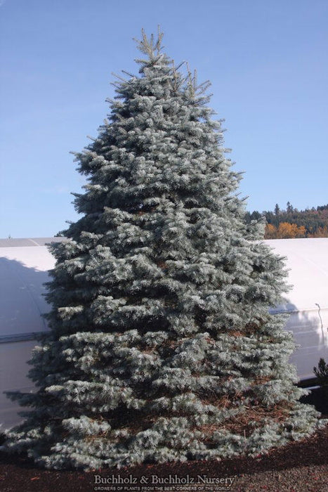 - Abies concolor 'Blue Cloak' White Fir - Mr Maple │ Buy Japanese Maple Trees